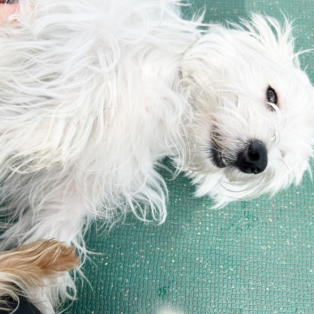生徒が撮影したモデル犬♪②